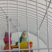 کوتوله بریزیلی|پرنده|مشهد, هنرور|دیوار