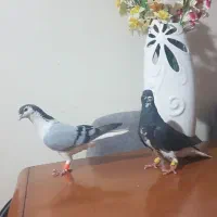 جفت شیرازی وکوهی دورگ