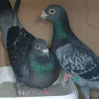 کبوتر