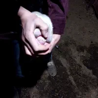 بره‌ قوچ پلنگی|حیوانات مزرعه|سراب, |دیوار