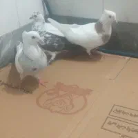 کبوترپرشی|پرنده|قم, ولیعصر|دیوار