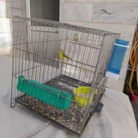 یاسمین|پرنده|تهران, کوثر|دیوار