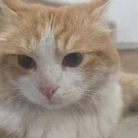 گربه نارنجی دم روباهی پشمالو گم شده|حیوانات|چمستان, |دیوار