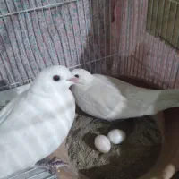 کبوتر زینتی