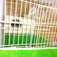 چهار جفت عروس هلندی با دوتا جوجه|پرنده|مشهد, رضاییه|دیوار