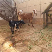 بز کولار دورگ پاکستانی بسیار جوان با بزغاله نر