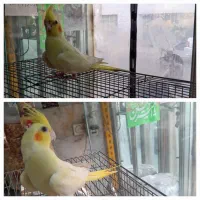 قبول واگذاری پرنده شما