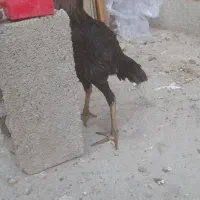 جوجه لاری|حیوانات مزرعه|سمنان, |دیوار