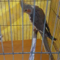 عروس‌هلندی‌