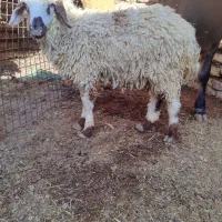 بز زایده با کهره نره دوماه نیم .و بره نر|حیوانات مزرعه|جیرفت, |دیوار