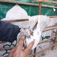 اجاره مکانی برای پرورش پرنده