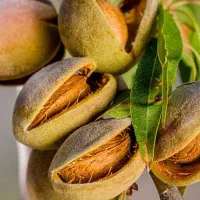 محصولات باغی