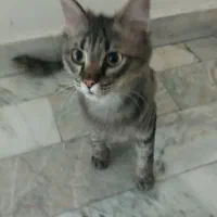 گربه