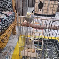 عروس هلندی گل باقالی