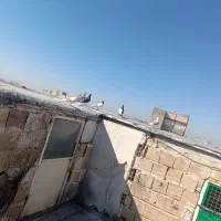 6تا کفتر نر ماده