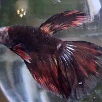 فایتر کلکسیونی|ماهی|پردیس, فاز ۱۱|دیوار