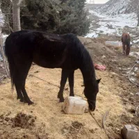 اسب|حیوانات مزرعه|تهران, سوهانک|دیوار