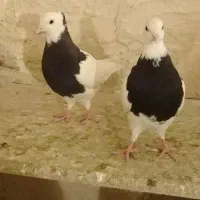 کبوتر‌۴عدد‌یجفت‌طوقی‌سینه‌قهوه‌ای‌خوشرنگ‌سیاه