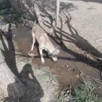 فروش سگ