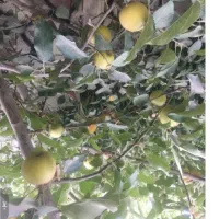 باغ ۱۰۰۰ متری چهار دیواری  توضیحات مطالعه شود|فروش زمین و ملک کلنگی|شهریار, رامین|دیوار