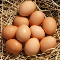 فروش تخم مرغ محلی تازه
