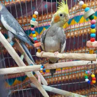 عروس هلندی مولد|پرنده|میاندوآب, |دیوار