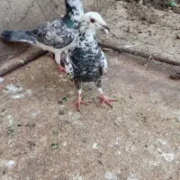 کبوتر|پرنده|گالیکش, |دیوار