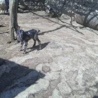 بزغاله شیری|حیوانات مزرعه|زاغه, |دیوار