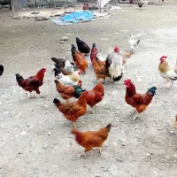 ۵ خروس محلی و پنج اردک نر محلی