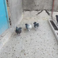 کبوتر ۳ تا نر