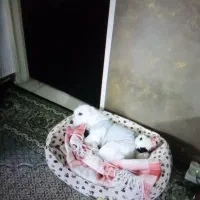 سگ تربیت شده|سگ|بروجرد, |دیوار