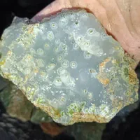 کلکسیونی|کلکسیون اشیاء عتیقه|کرمان, |دیوار