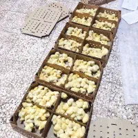 جوجه گوشتی راس