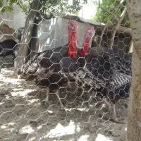 بوقلمون نر و ماده