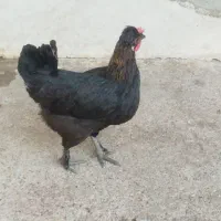 مرغ تخم گذار واروک