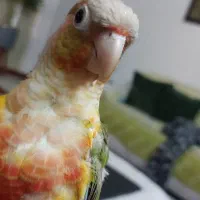 طوطی گرینچیک سخنگو رام و دستی|پرنده|فردیس, شهرک ارم|دیوار