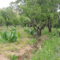 فروش باغ ۹۰۰متر روستای شکرآباد اردل|فروش زمین و ملک کلنگی|اردل, |دیوار