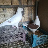 مفلق کاشونی دوکت و کبوتر زینتی