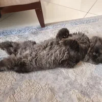 اَفتو گربه ی معروف کارناوال