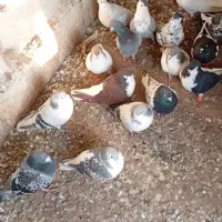 کبوتر هوای ساده|پرنده|چناران, |دیوار