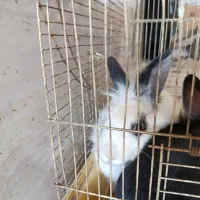 ۳ عدد خرگوش ماده یکیش لوپ و نژاد دار هستش ۶ ماهه