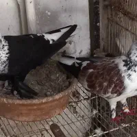 ۱۰عدد کفتر یجایی همه باهم دونه ۲۵۰