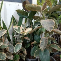 فروش گل های طبیعی. گلهای بزرگ برای سالن آرایشگاه