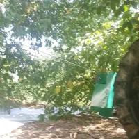 گردو تکان با دستگاه