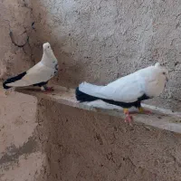 کبوتر دمبی