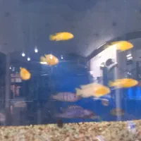 گوپی کوی توکسیدو و بلک هالف|ماهی|اهواز, نادری|دیوار