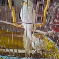 عروس هلندی|پرنده|یزد, |دیوار