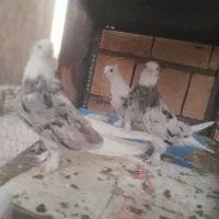 کبوترهماشازده سرور ماهرو