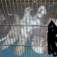 تعدادی کبوتر ملقی فروشی