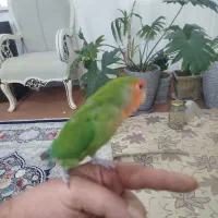 طوطی برزیلی و عروس هلندی